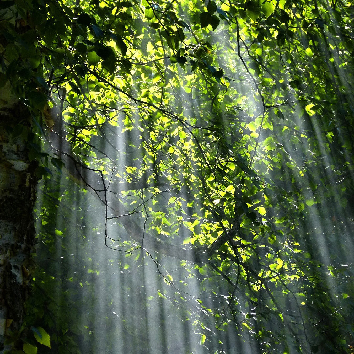 Milano forestale. Dai primi rimboschimenti alla città verde 