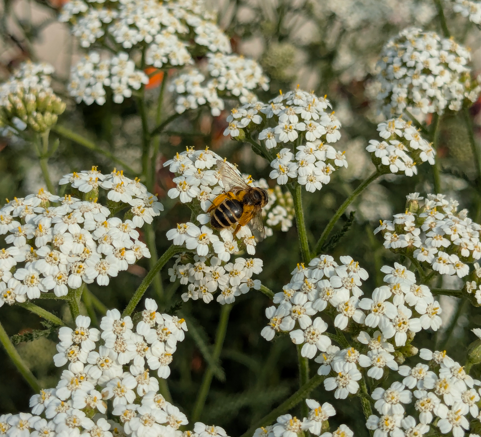 Join Nature a Parco Nord Milano: natura che connette