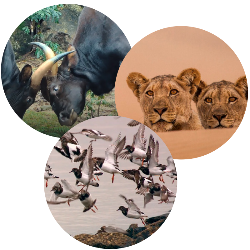 Sondrio Film Festival