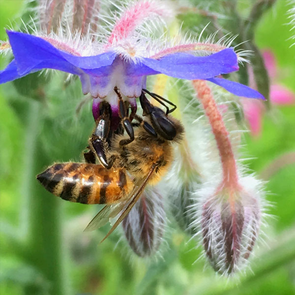 Il futuro del pianeta: Le api salvano l’umanitá